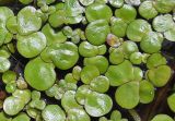 Spirodela polyrhiza