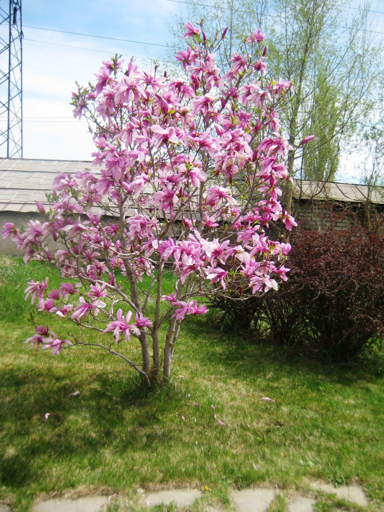 Image of genus Magnolia specimen.