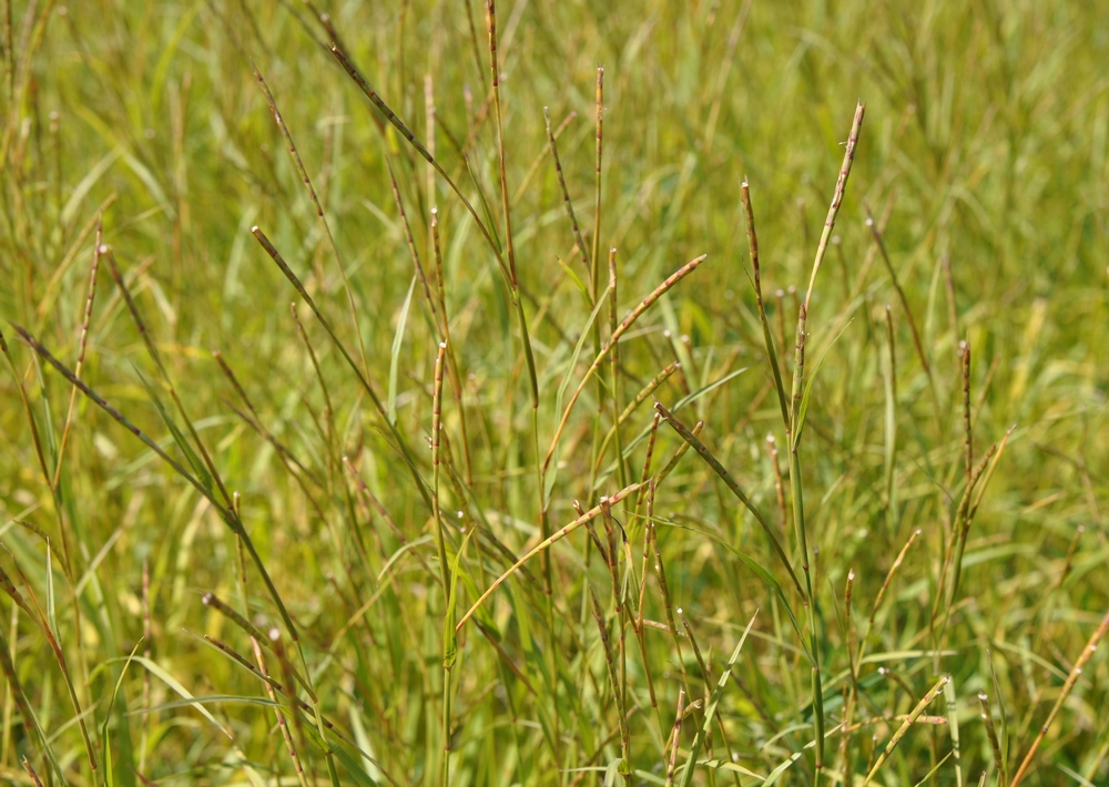 Image of Hemarthria sibirica specimen.