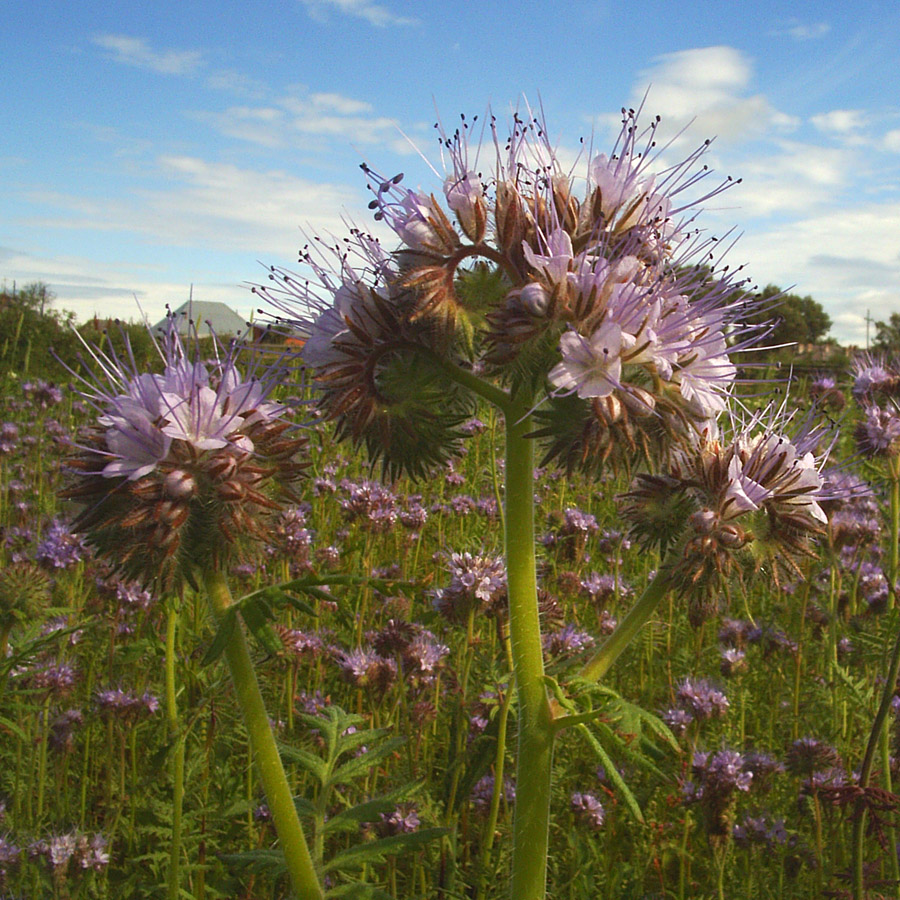 Image of Phacelia tanacetifolia specimen.