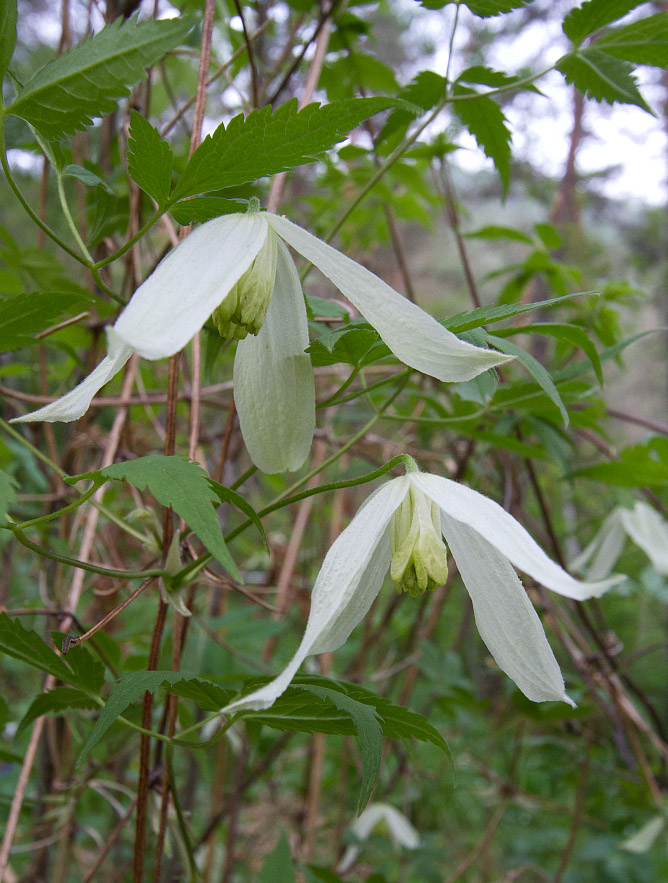 Изображение особи Atragene sibirica.