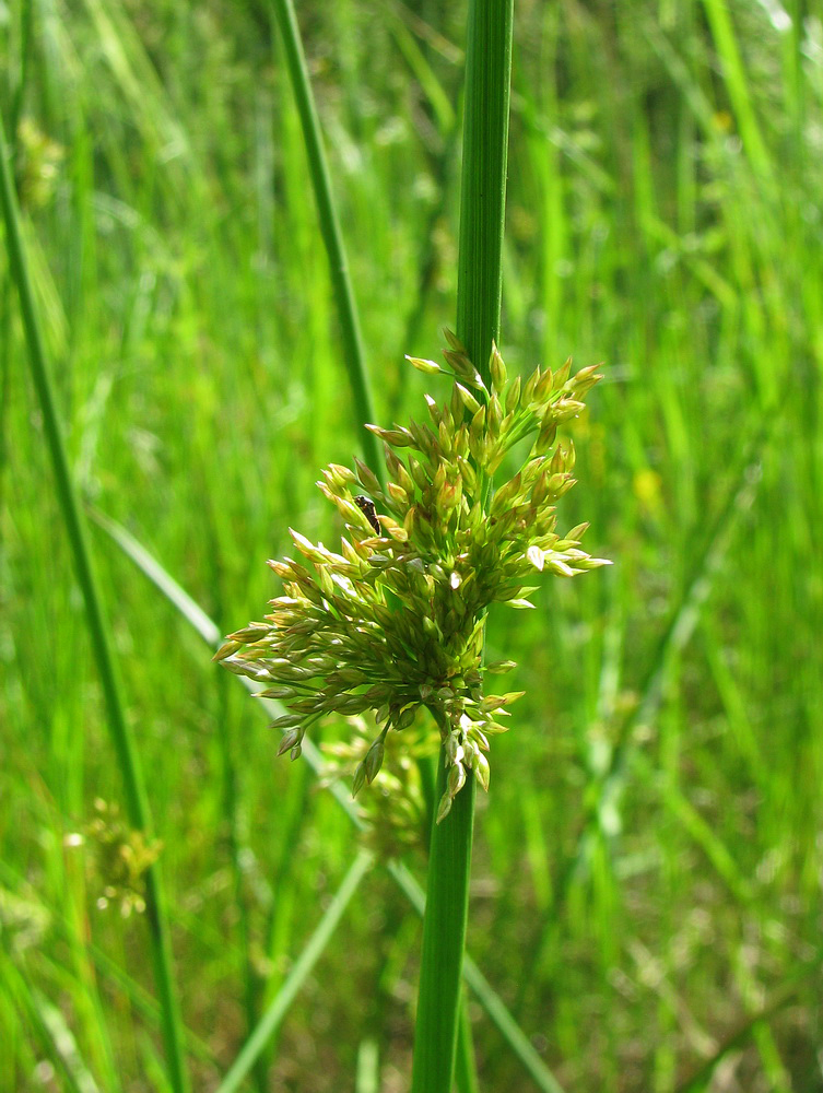 Image of Juncus effusus specimen.