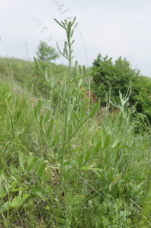 Image of Centaurea salonitana specimen.