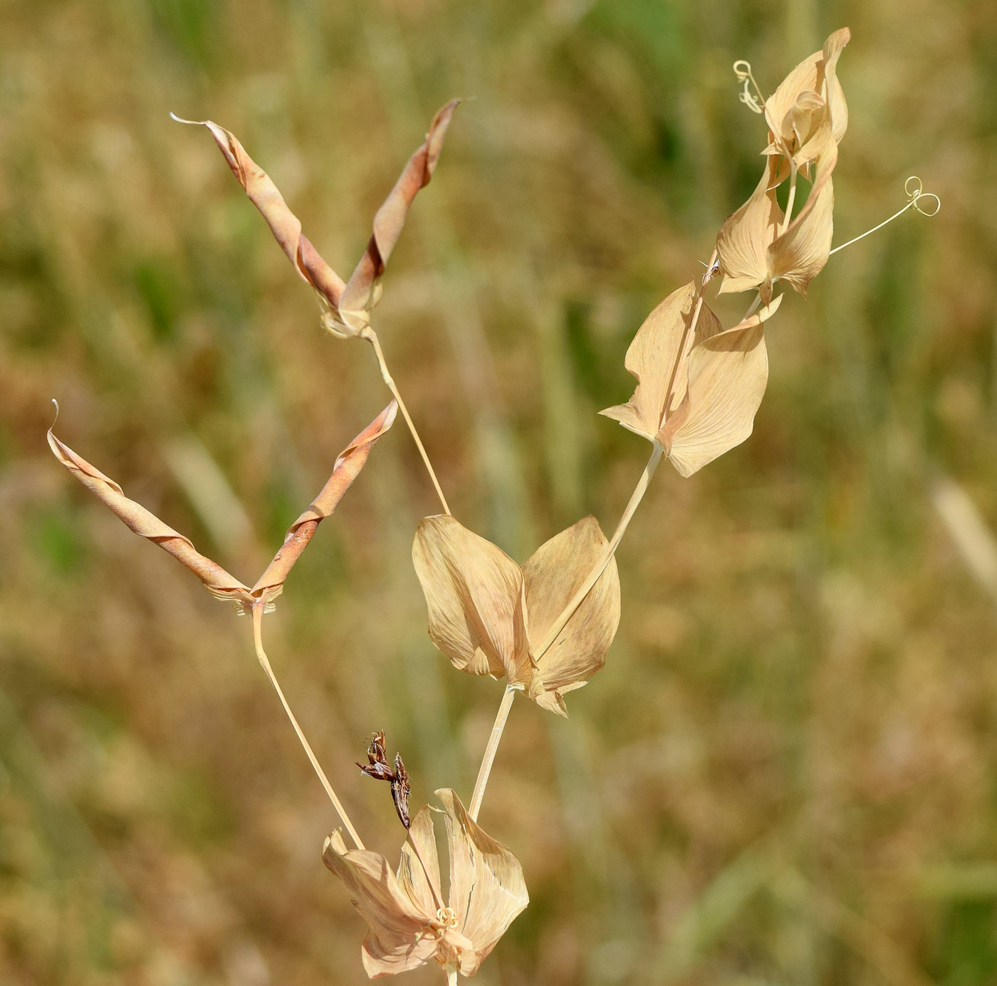 Изображение особи Lathyrus aphaca.