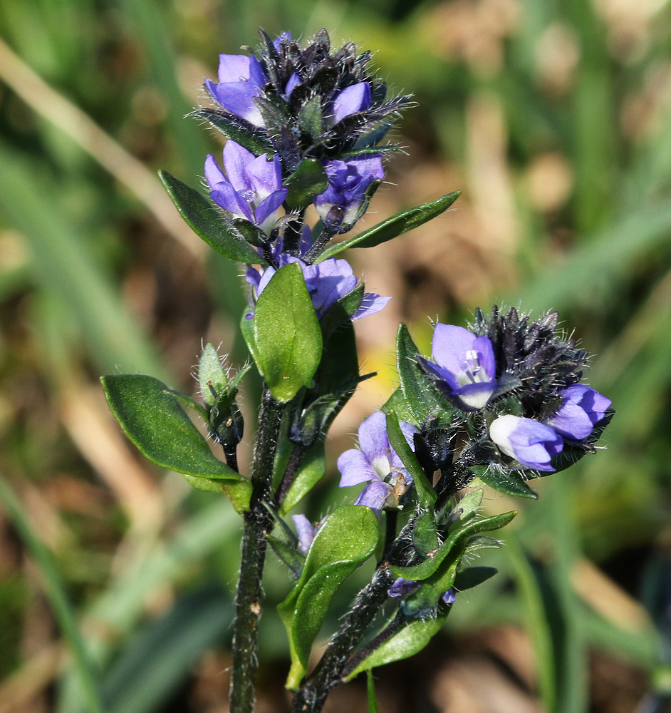 Image of Veronica alpina specimen.