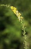 Agrimonia eupatoria