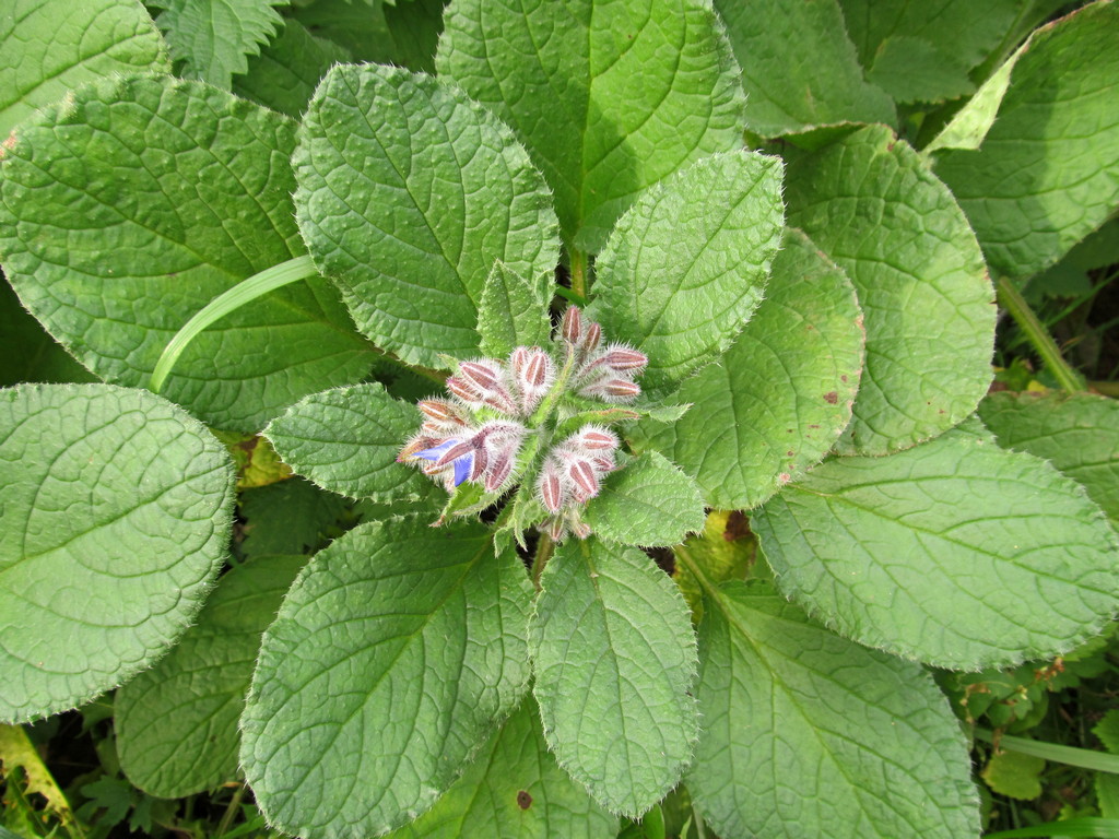 Image of Borago officinalis specimen.