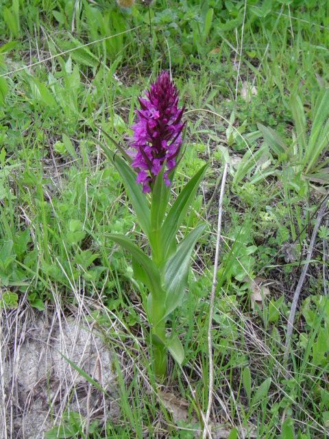 Изображение особи Dactylorhiza osmanica.