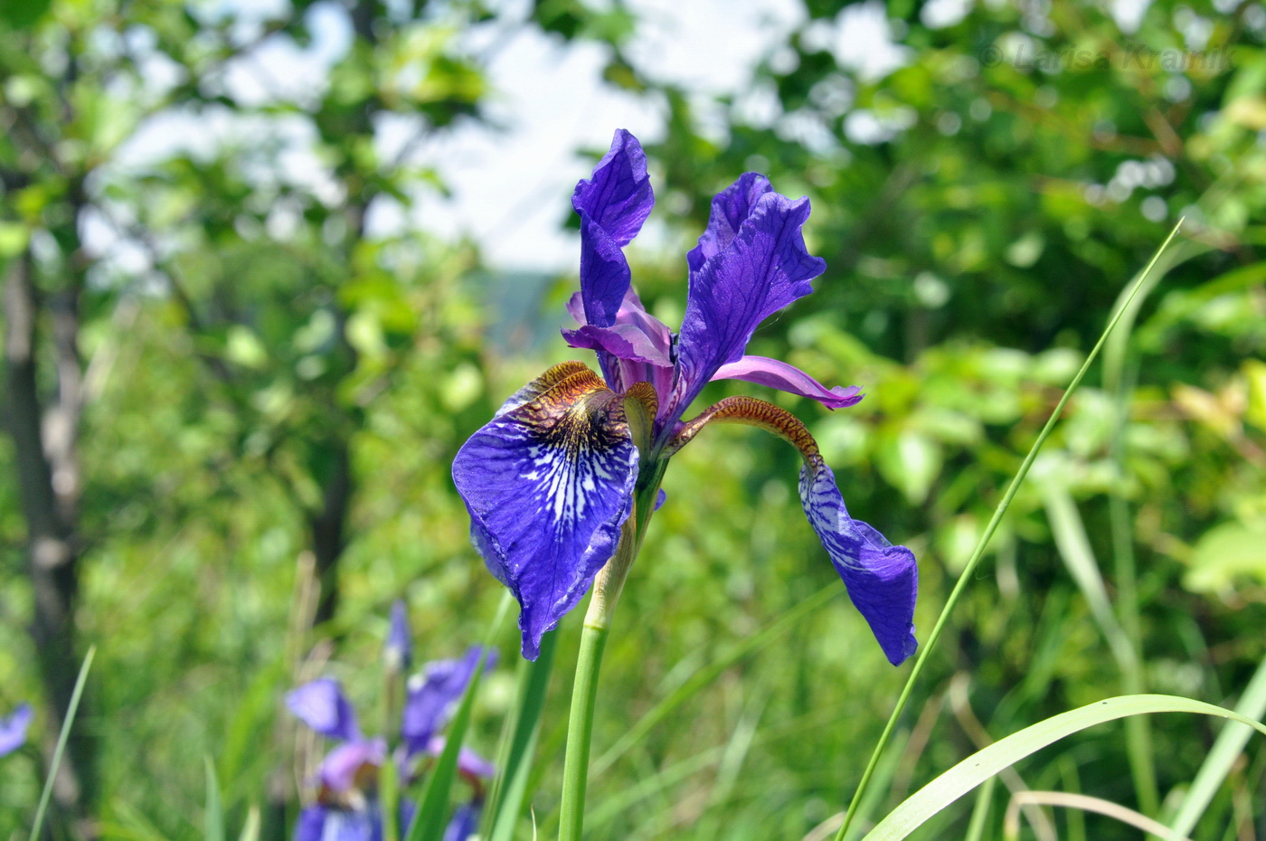 Изображение особи Iris sanguinea.