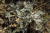 Centaurea argentea. Плодоносящее растение на вертикальной скальной стенке. Греция, о-в Крит, ном Ханья (Νομός Χανίων), дим Киссамос (Κίσσαμος), окр. деревни Тополия (Τοπόλια). 27 июня 2017 г.