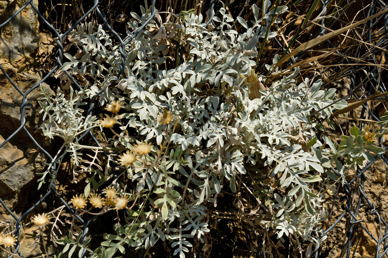 Image of Centaurea argentea specimen.