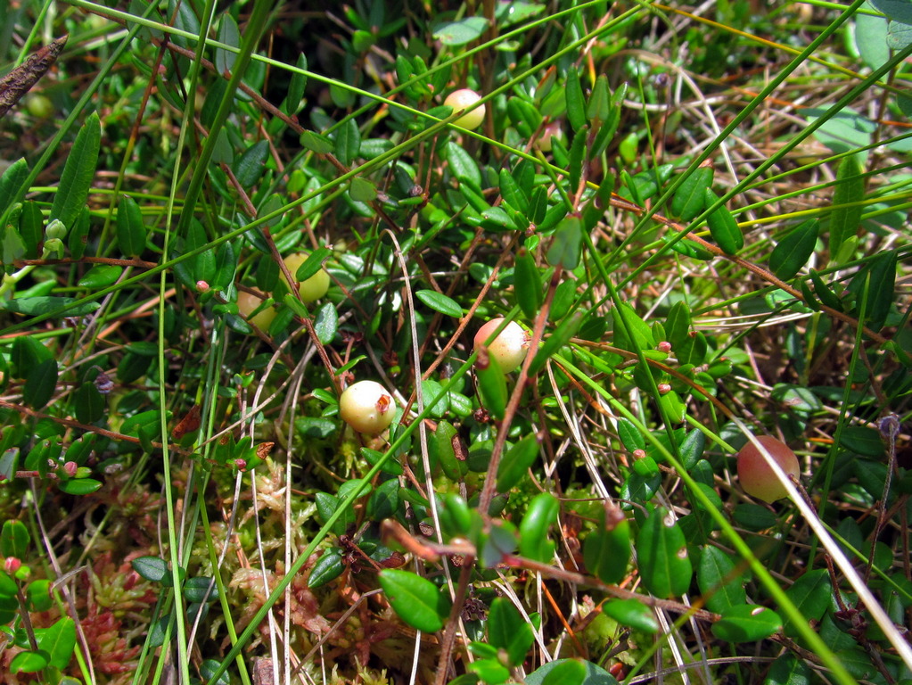 Image of Oxycoccus palustris specimen.