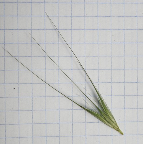 Image of Hordeum leporinum specimen.