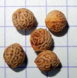 Image of taxon representative. Author is Анна Малыхина