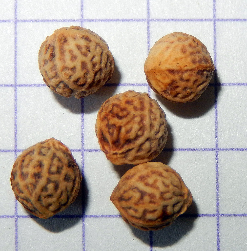 Image of Celtis occidentalis specimen.