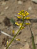 Barbarea orthoceras