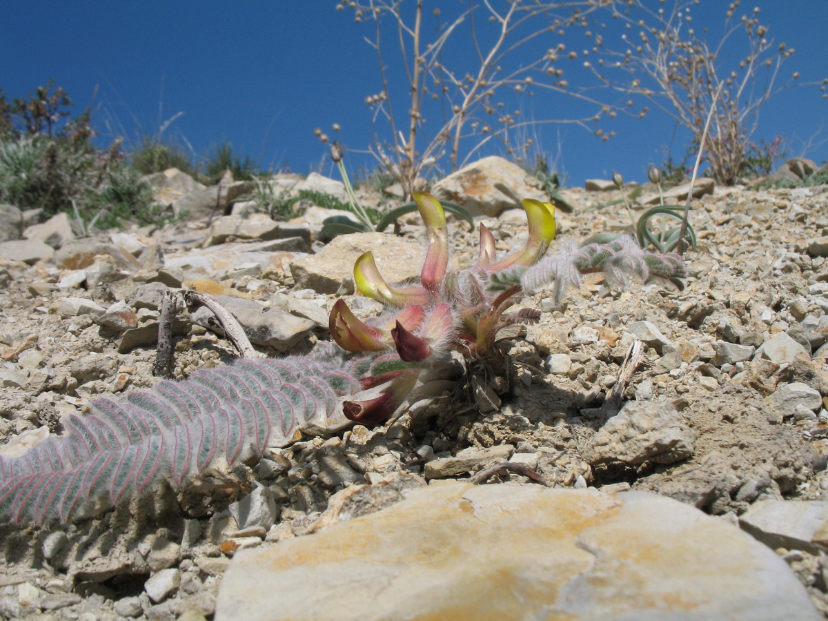 Изображение особи Astragalus syreitschikovii.