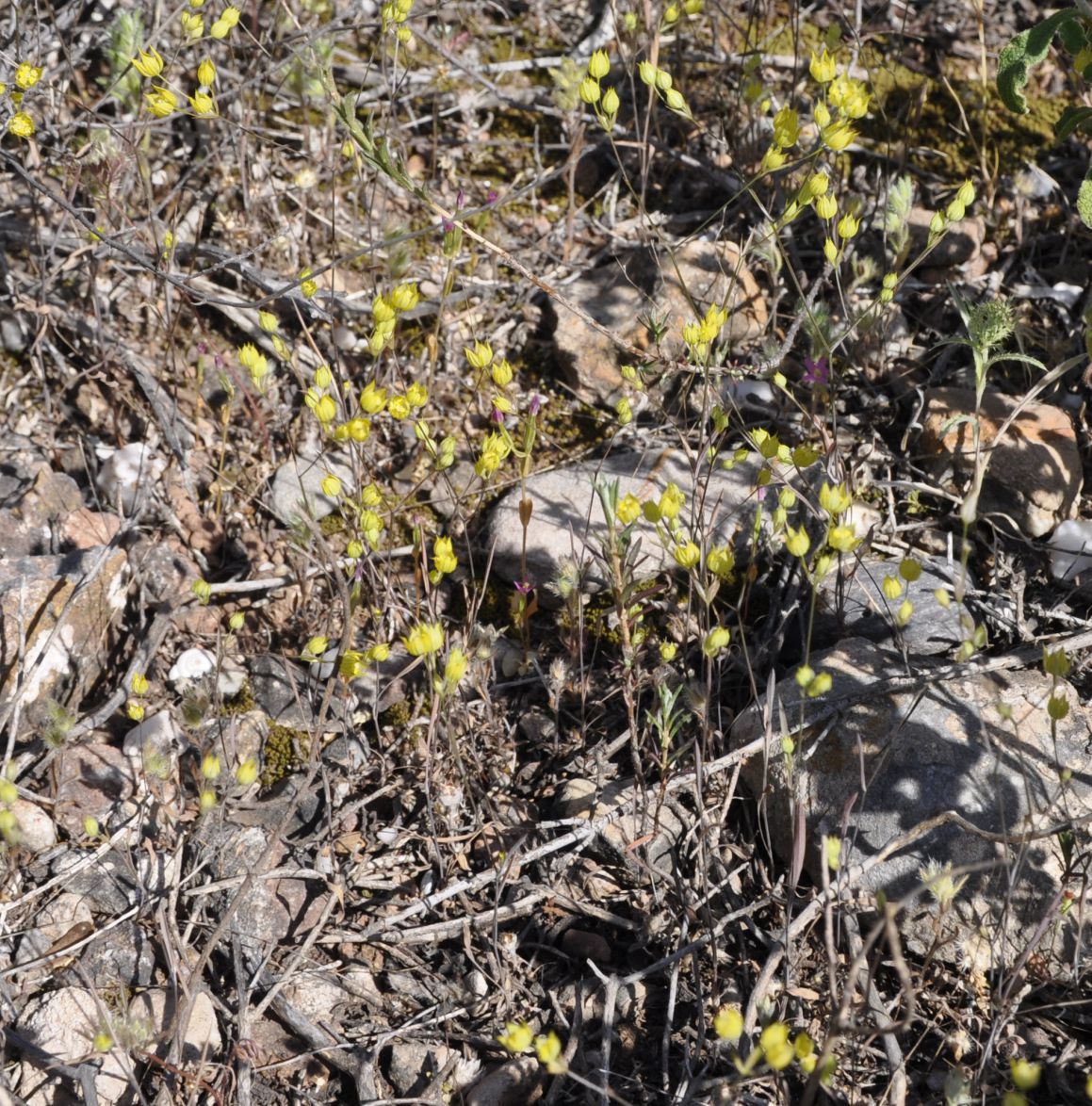 Image of Bupleurum gracile specimen.
