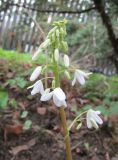 Pteridophyllum racemosum