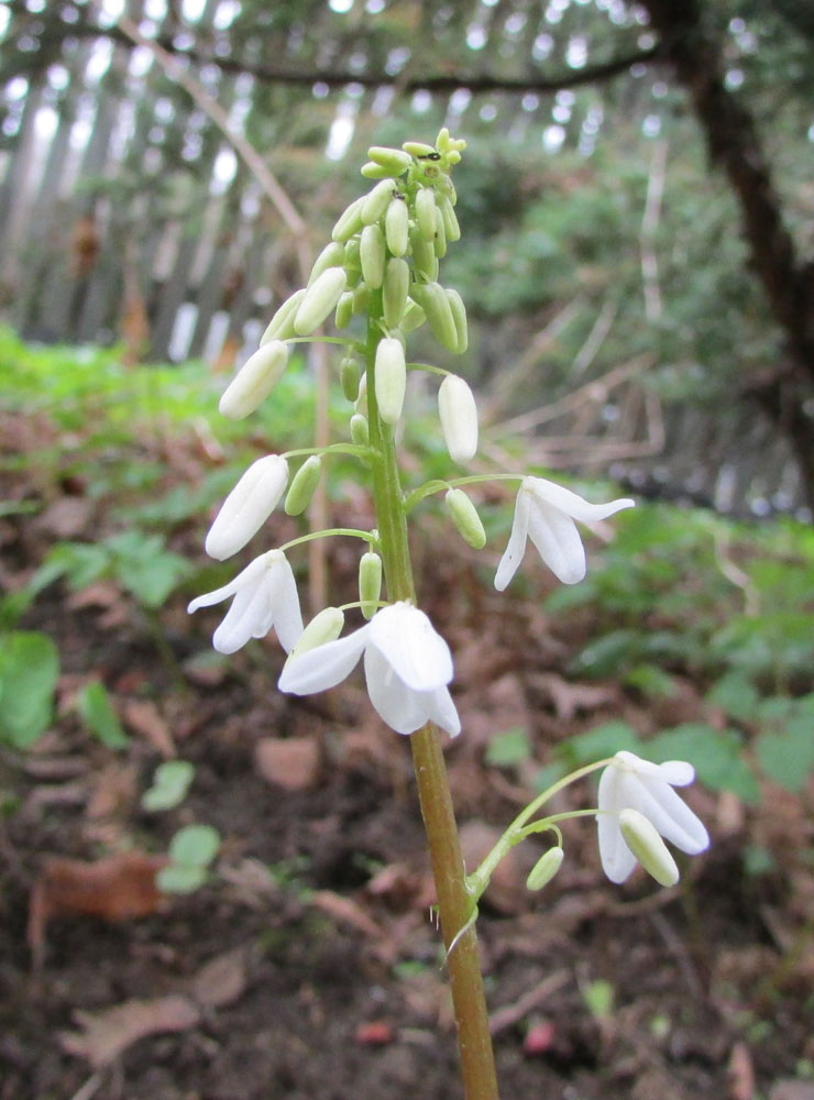 Изображение особи Pteridophyllum racemosum.