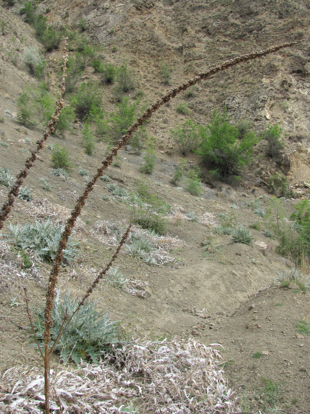 Image of genus Verbascum specimen.