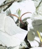 Image of taxon representative. Author is Анна Малыхина