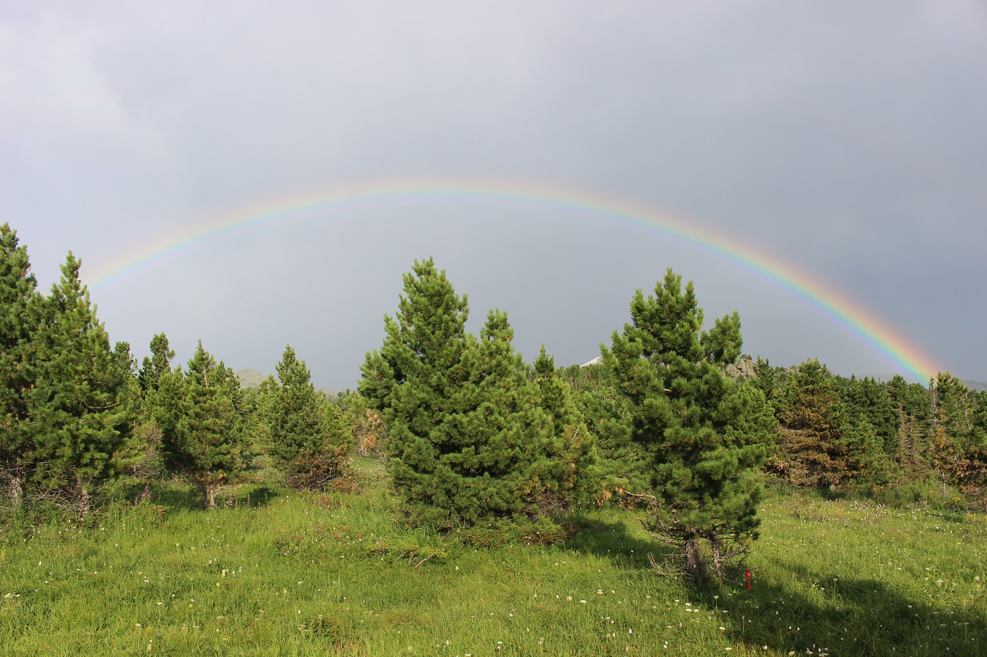 Изображение особи Pinus sibirica.