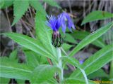 Centaurea mollis. Верхушка побега с распускающимся соцветием. Украина, Ивано-Франковская обл., Долинский р-н, Шевченковский сельский совет, окр. с. Мысливка, урочище Шандра, обрывистый берег р. Свича. 06.05.2018.