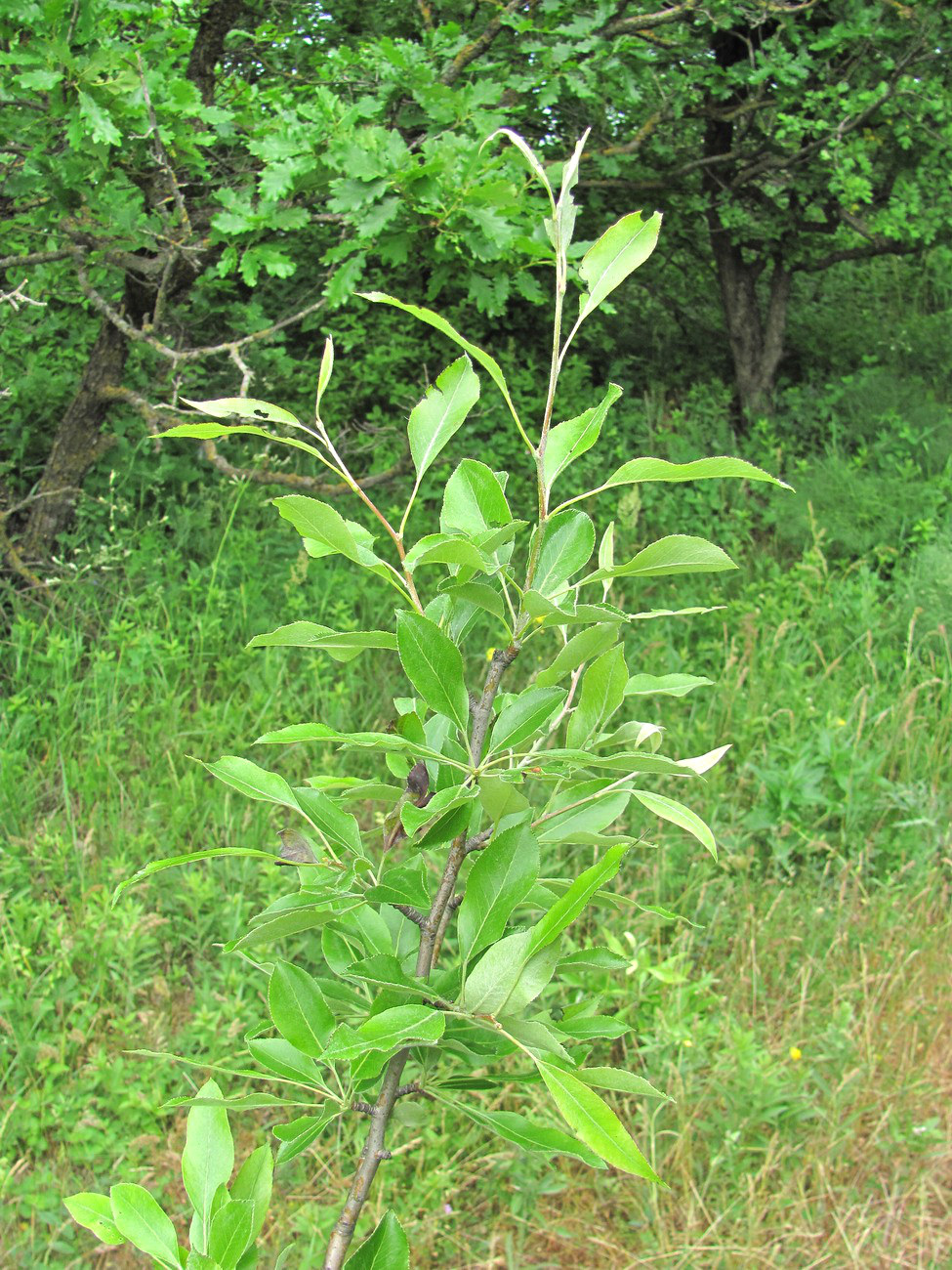 Image of Pyrus &times; georgica specimen.