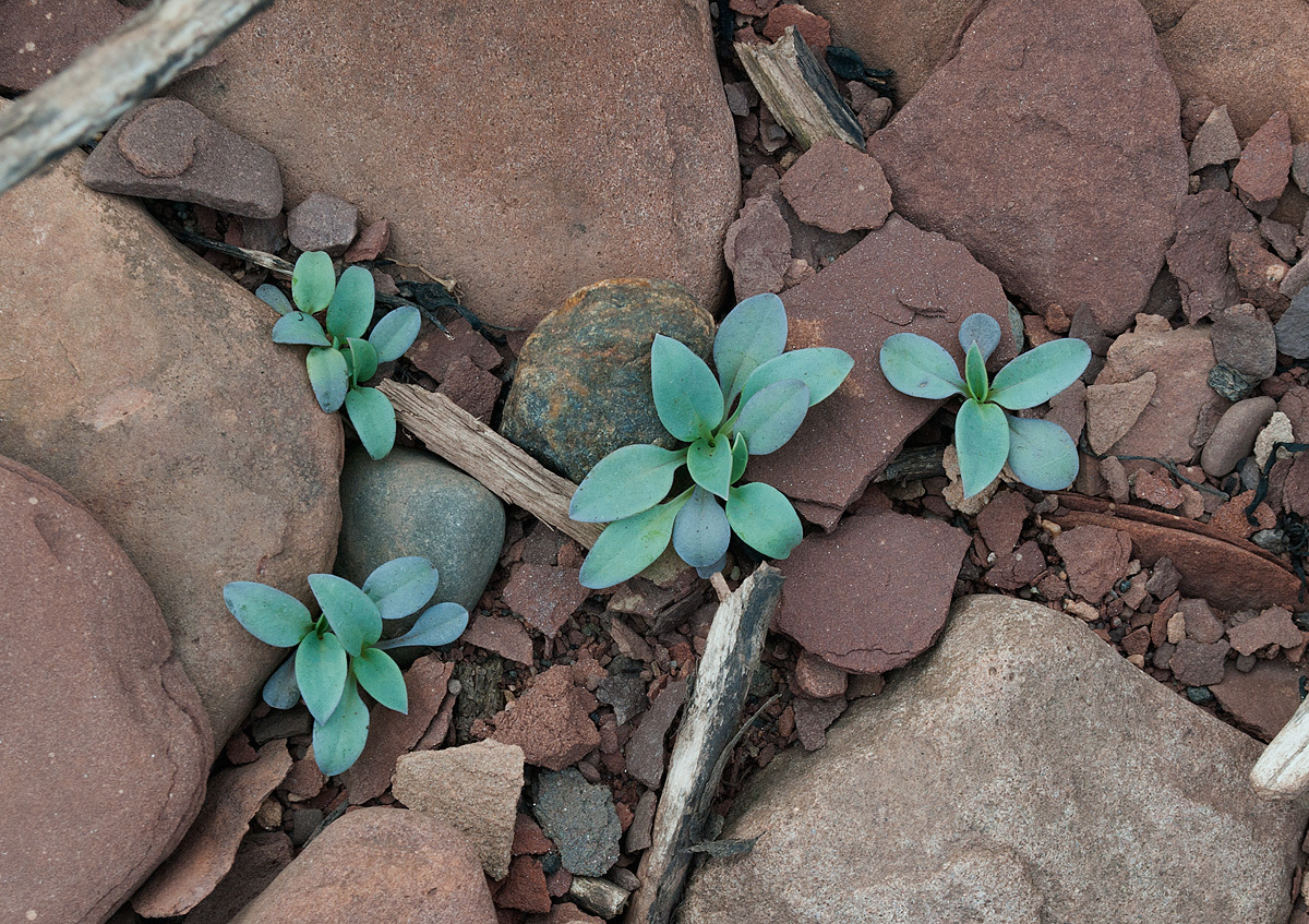 Изображение особи Mertensia maritima.