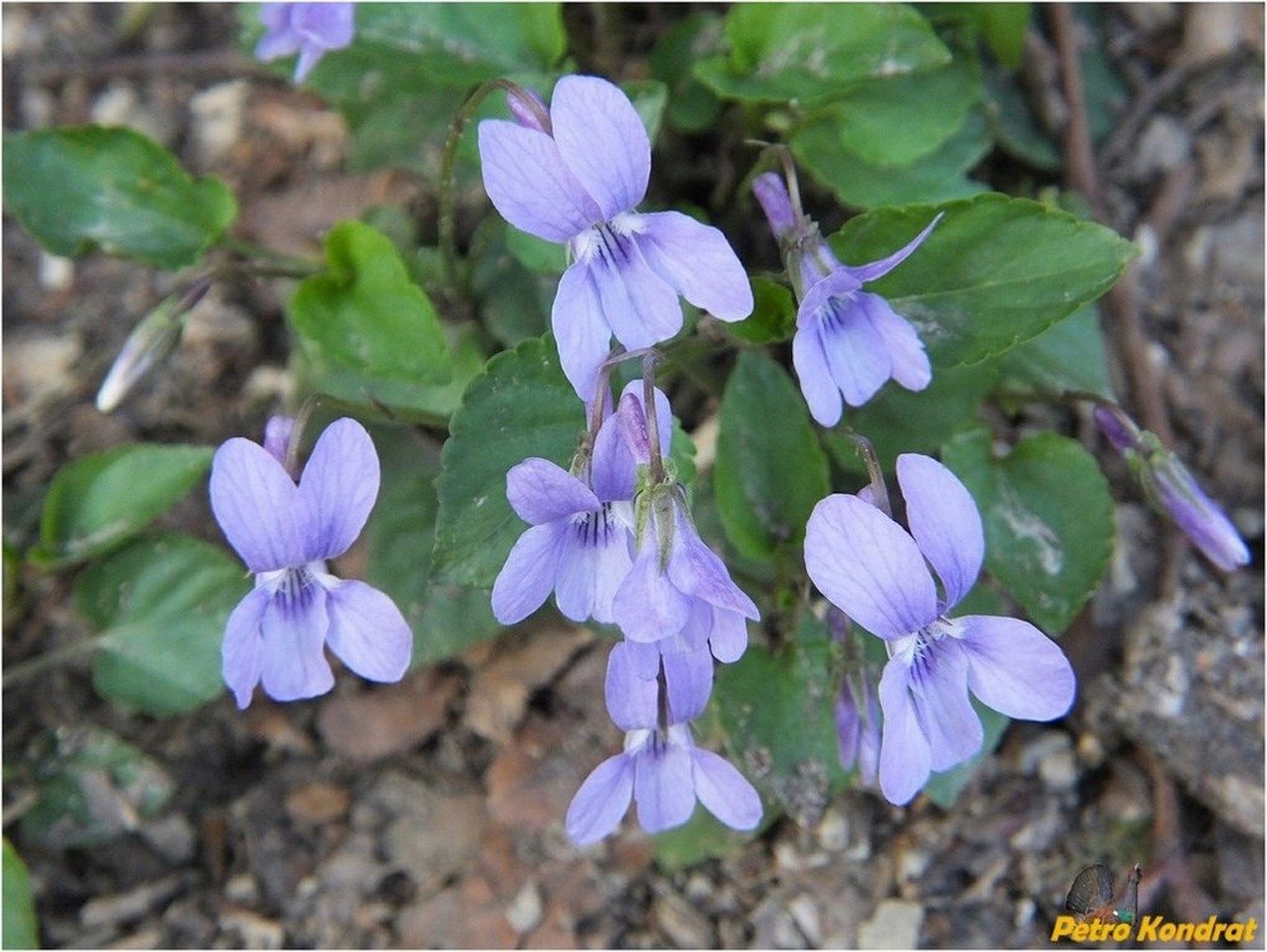 Image of genus Viola specimen.