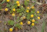 Anthemis rigida