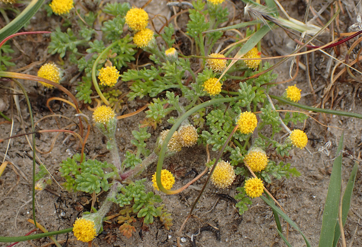 Изображение особи Anthemis rigida.