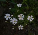 Gypsophila elegans