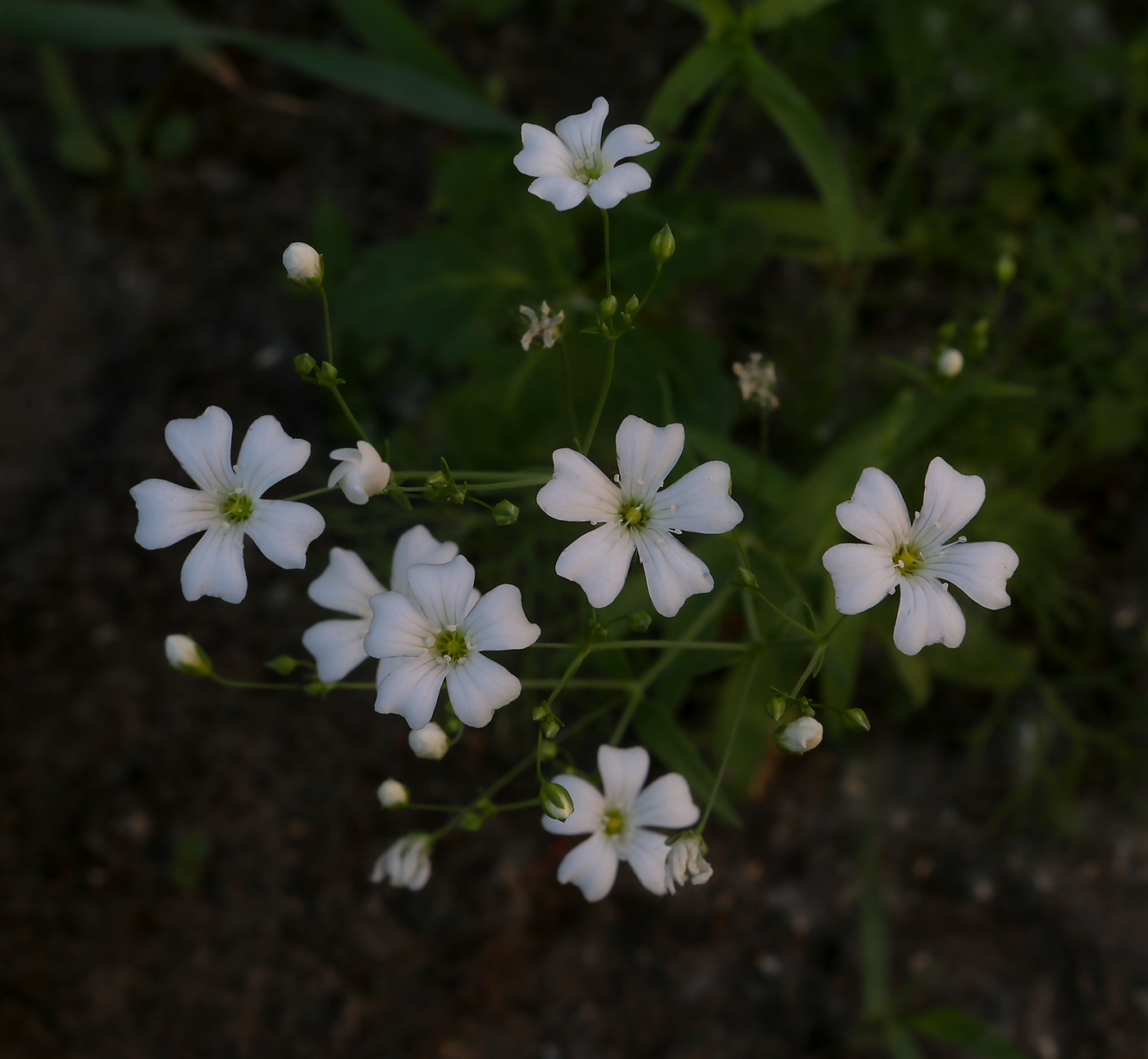 Изображение особи Gypsophila elegans.