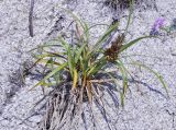 Carex macrocephala. Плодоносящее растение. Приморье, Хасанский р-н, о-в Фуругельма, бухта Западная, скальный выход над песчаным пляжем. 28.07.2018.
