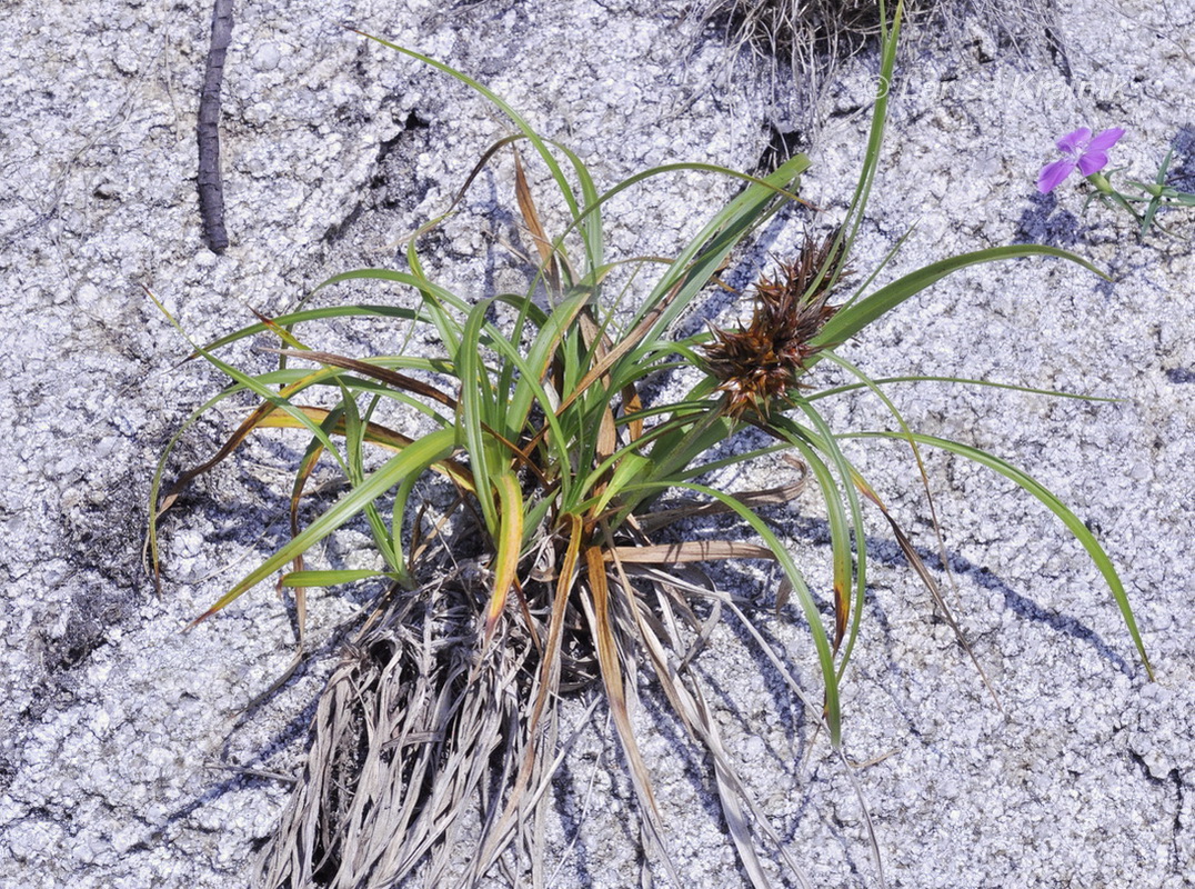 Image of Carex macrocephala specimen.