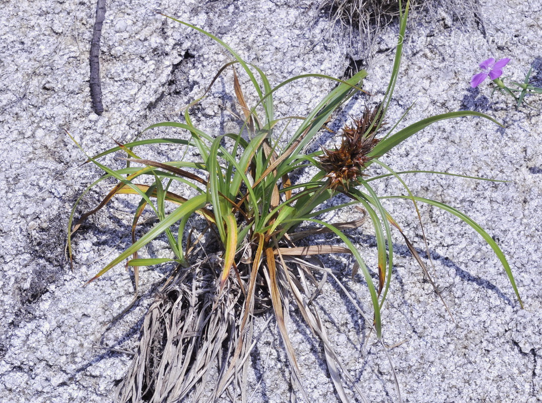 Image of Carex macrocephala specimen.