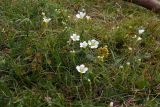 Minuartia circassica