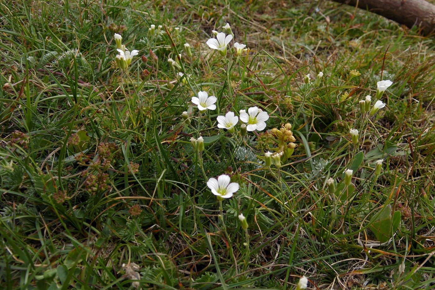 Изображение особи Minuartia circassica.