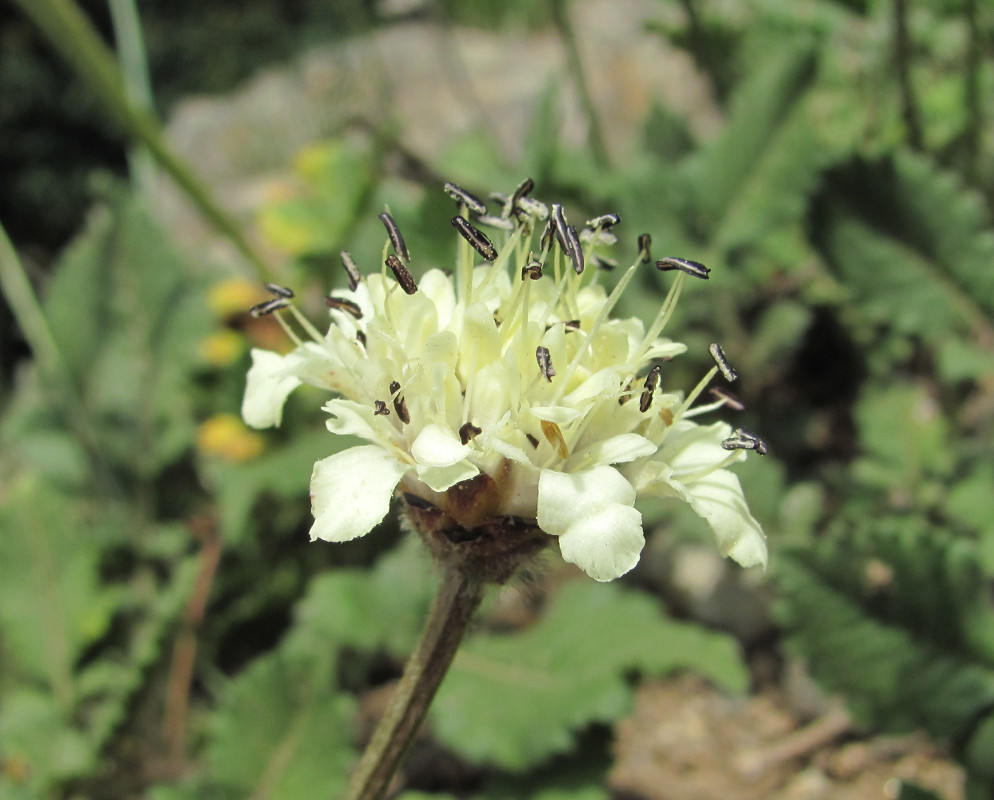 Изображение особи Cephalaria dagestanica.