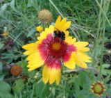 Gaillardia &times; grandiflora