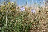 Linum squamulosum