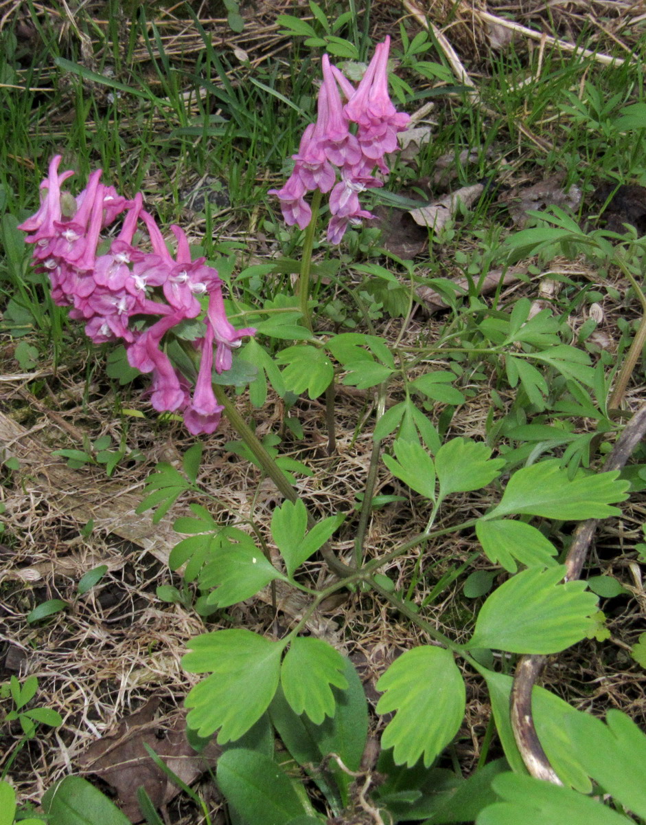 Изображение особи Corydalis lacrimuli-cuculi.