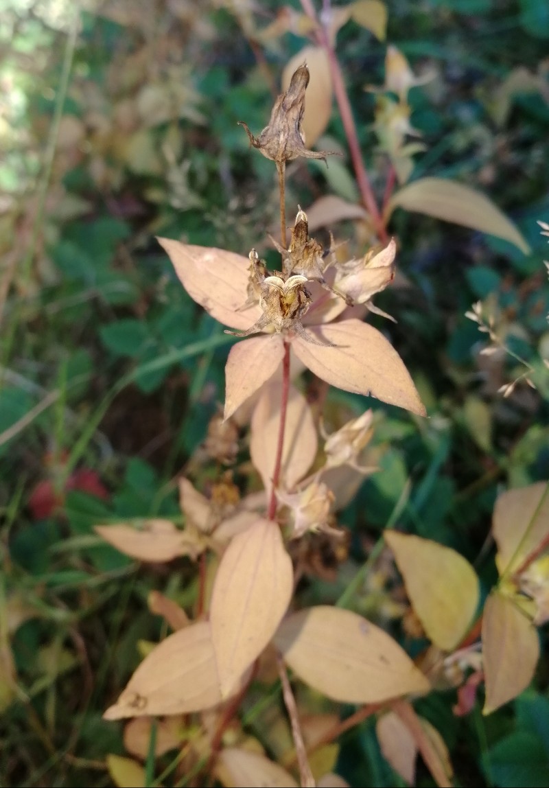 Image of Halenia corniculata specimen.