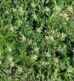 Capsella bursa-pastoris. Верхушки цветущих и плодоносящих растений. Восточный Казахстан, г. Усть-Каменогорск, правый берег р. Иртыш, обочина асфальтированной дороги возле стадиона. 21.05.2018.