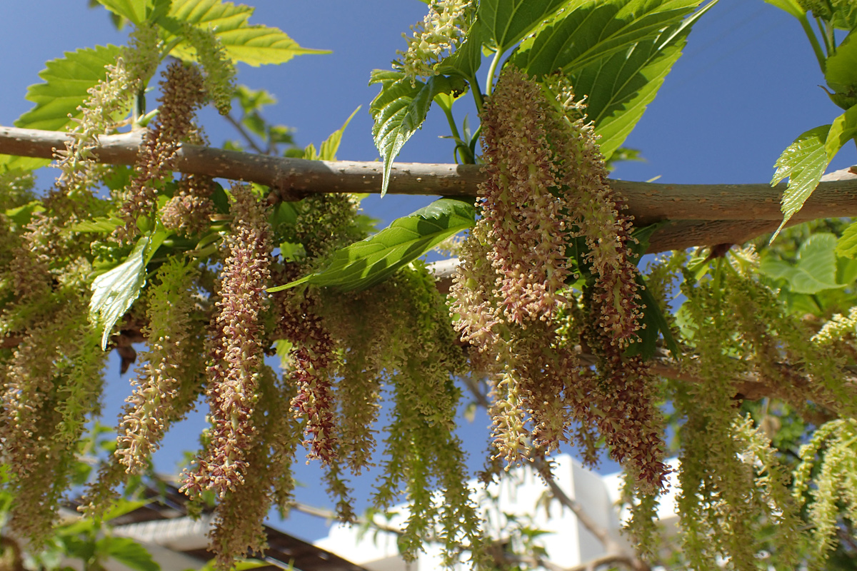 Изображение особи Morus alba.