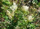 Gentiana algida
