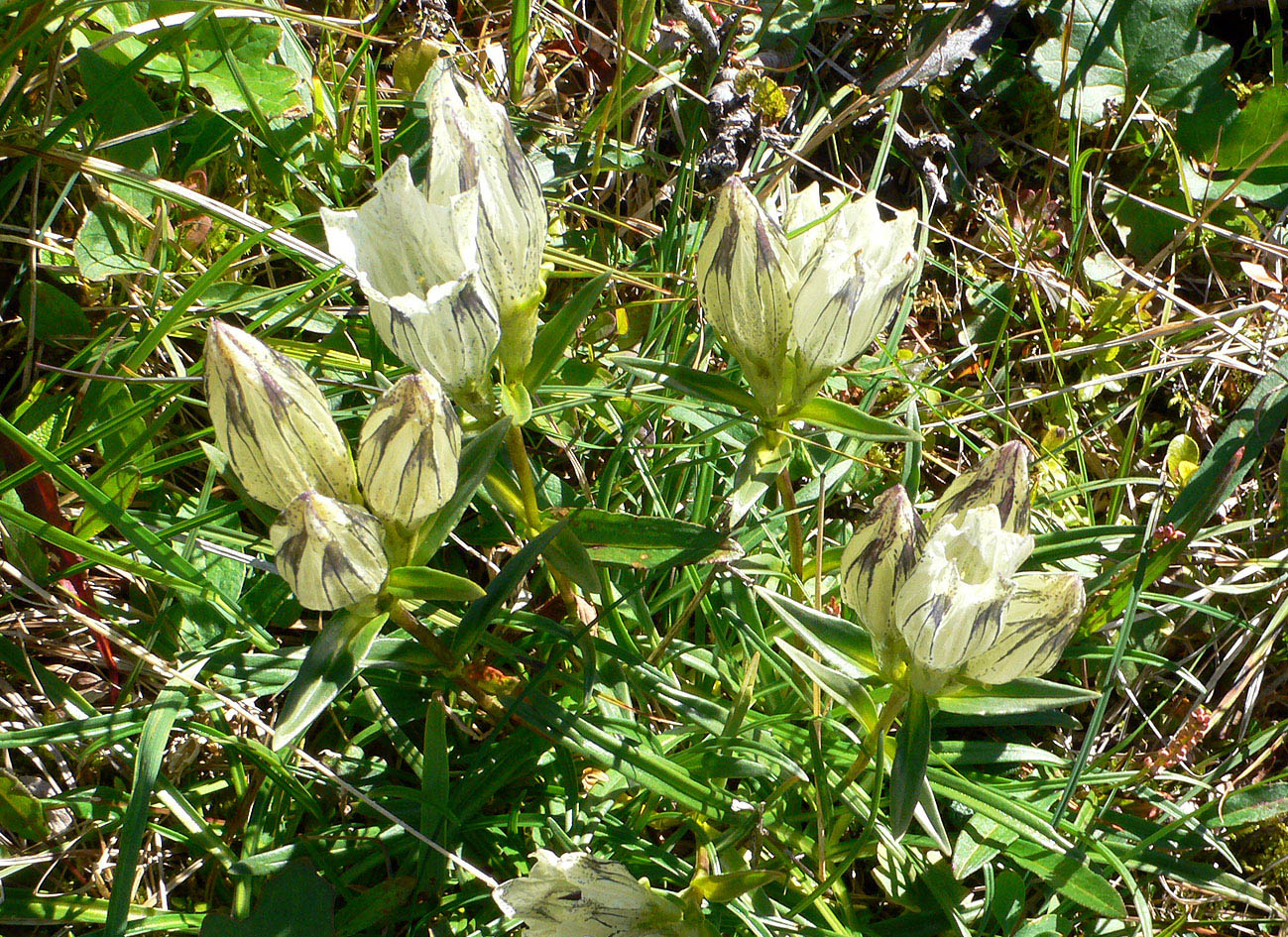 Изображение особи Gentiana algida.