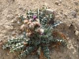 род Cirsium